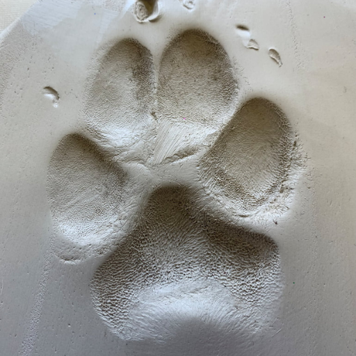 pet printing